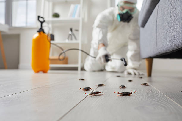Post-Treatment Bed Bug Interceptor Monitoring in Boiling Springs